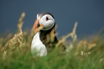 Puffin, Sumburgh Head, Shetland by Dave Banks