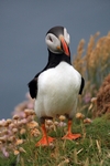 Puffin, Sumburgh Head, Shetland by Dave Banks