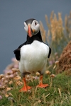Puffin, Sumburgh Head, Shetland by Dave Banks
