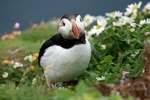 Puffin, Sumburgh Head, Shetland by Dave Banks
