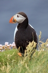 Puffin, Sumburgh Head, Shetland by Dave Banks