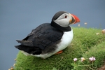 Puffin, Sumburgh Head, Shetland by Dave Banks