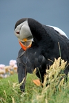 Puffin, Sumburgh Head, Shetland by Dave Banks