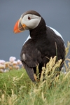 Puffin, Sumburgh Head, Shetland by Dave Banks