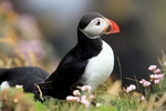 Puffin, Sumburgh Head, Shetland by Dave Banks