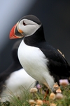 Puffin, Sumburgh Head, Shetland by Dave Banks