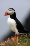 Puffin, Sumburgh Head, Shetland by Dave Banks