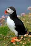 Puffin, Sumburgh Head, Shetland by Dave Banks