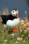 Puffin, Sumburgh Head, Shetland by Dave Banks