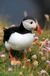 Puffin, Sumburgh Head, Shetland by Dave Banks