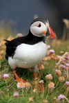 Puffin, Sumburgh Head, Shetland by Dave Banks