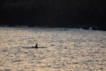 Orca, Muckle Sound, Shetland by Dave Banks