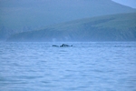 Orca, St Ninians Bay, Shetland by Dave Banks