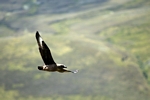 Great Skua / Bonxie, Shetland by Dave Banks
