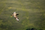 Great Skua / Bonxie, Shetland by Dave Banks