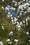 Bog cotton, Unst, Shetland by Dave Banks