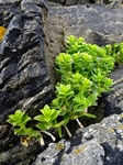 St Ninians beach, Shetland by Dave Banks