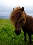 Shetland Pony, Shetland by Dave Banks