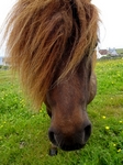 Shetland Pony, Shetland by Dave Banks