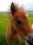 Shetland Pony foal, Shetland by Dave Banks