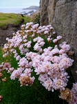 Thrift, Ness of Burgi, Shetland by Dave Banks