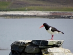 Oyster Catcher, Minn, Shetland by Dave Banks