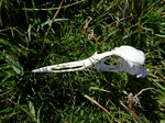 Bird skull, West Burra, Shetland by Dave Banks
