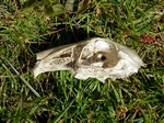 Bird skull, West Burra, Shetland by Dave Banks