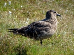 Great Skua / Bonxie, Shetland by Dave Banks