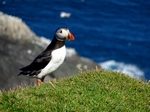 Puffin, Unst, Shetland by Dave Banks