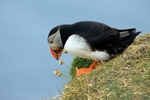 Puffin, Sumburgh Head, Shetland by Dave Banks