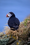 Puffin, Sumburgh Head, Shetland by Dave Banks