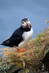Puffin, Sumburgh Head, Shetland by Dave Banks