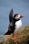 Puffin, Sumburgh Head, Shetland by Dave Banks