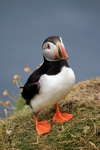 Puffin, Sumburgh Head, Shetland by Dave Banks