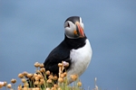 Puffin, Sumburgh Head, Shetland by Dave Banks