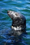 Bearded seal, Lerwick Harbour, Shetland by Dave Banks