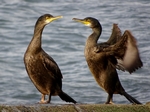 Shags, Elgol, Skye by Dave Banks
