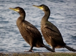 Shags, Elgol, Skye by Dave Banks