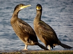 Shags, Elgol, Skye by Dave Banks