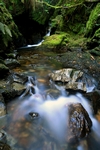 Pucks Glen, Strathclyde by Dave Banks