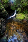 Pucks Glen, Strathclyde by Dave Banks