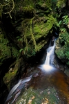 Pucks Glen, Strathclyde by Dave Banks