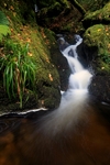 Pucks Glen, Strathclyde by Dave Banks