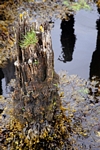 Old pier post, Loch Etive, Strathclyde by Dave Banks