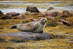 Seals, Loch Etive, Strathclyde by Dave Banks