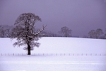 Winter Scene nr Methven, Tayside by Dave Banks