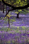 Bluebell wood, Kinclaven, Tayside by Dave Banks