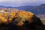 Woodland near Pitlochry, Tayside by Dave Banks