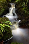 Burn, the Hermitage, Tayside by Dave Banks